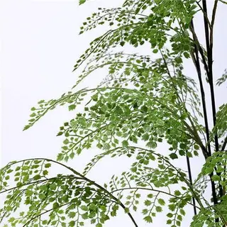 Plastic Ferns