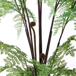 Silk Fern Plants