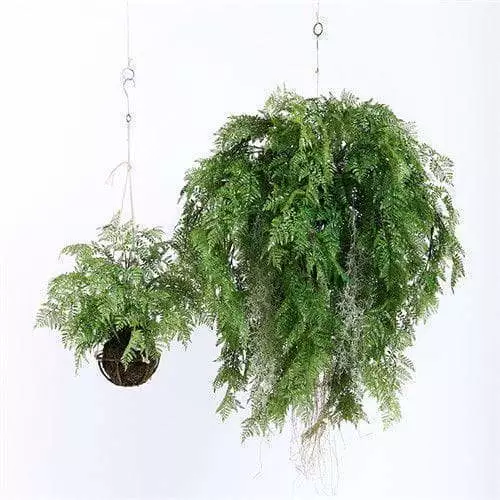 Artificial Hanging Ferns
