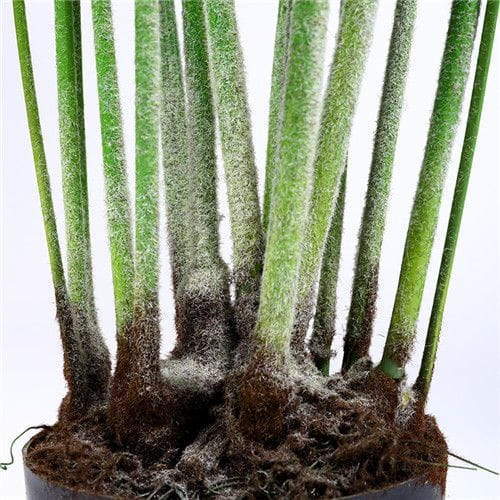 Silk Ferns