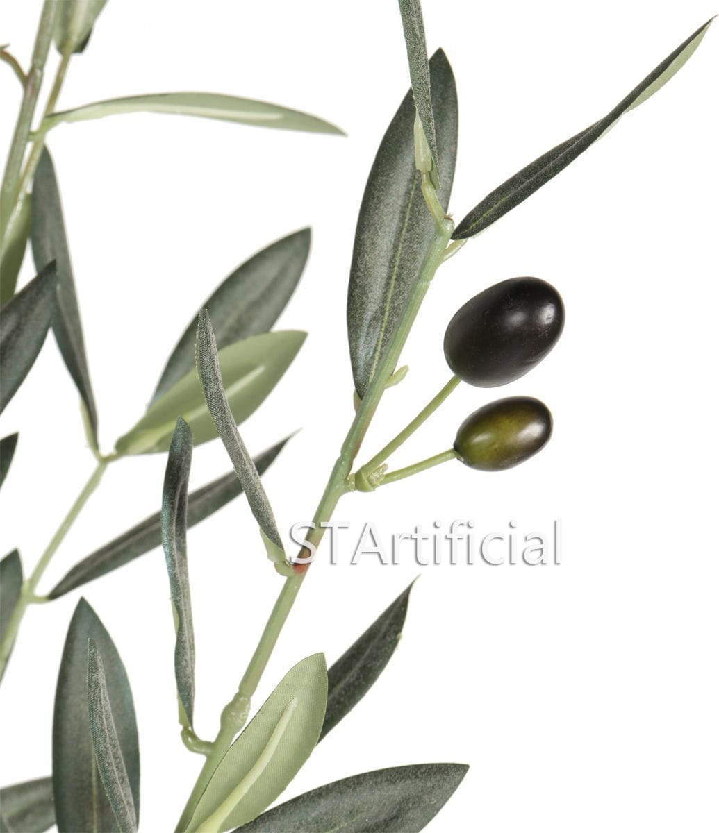 Olive Branches