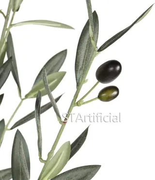 Olive Branches