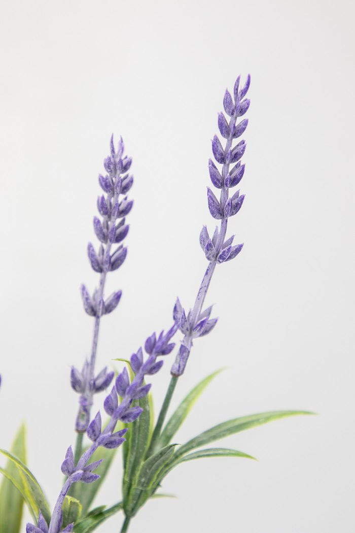 Potted Plant Lavender Potted Plant Lavender
