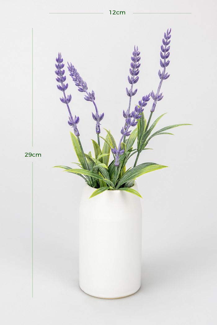 Potted Lavender Potted Lavender