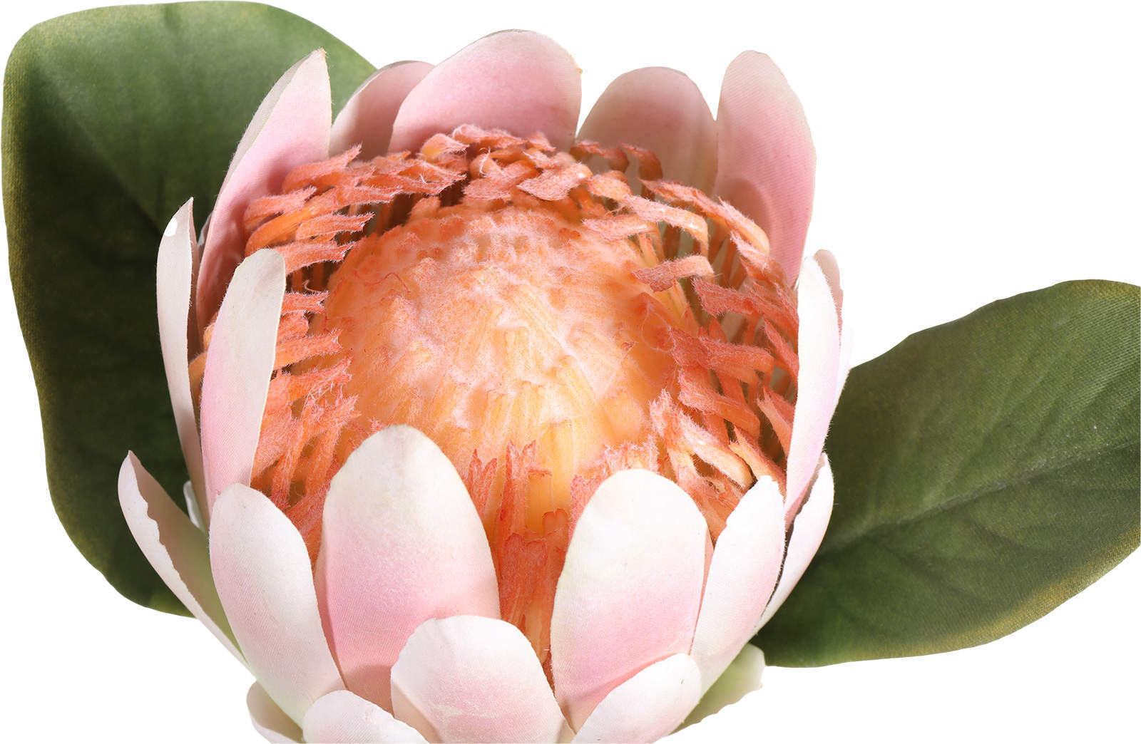 pink Protea details pink Protea details