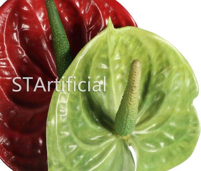 Anthurium Lily Anthurium Lily