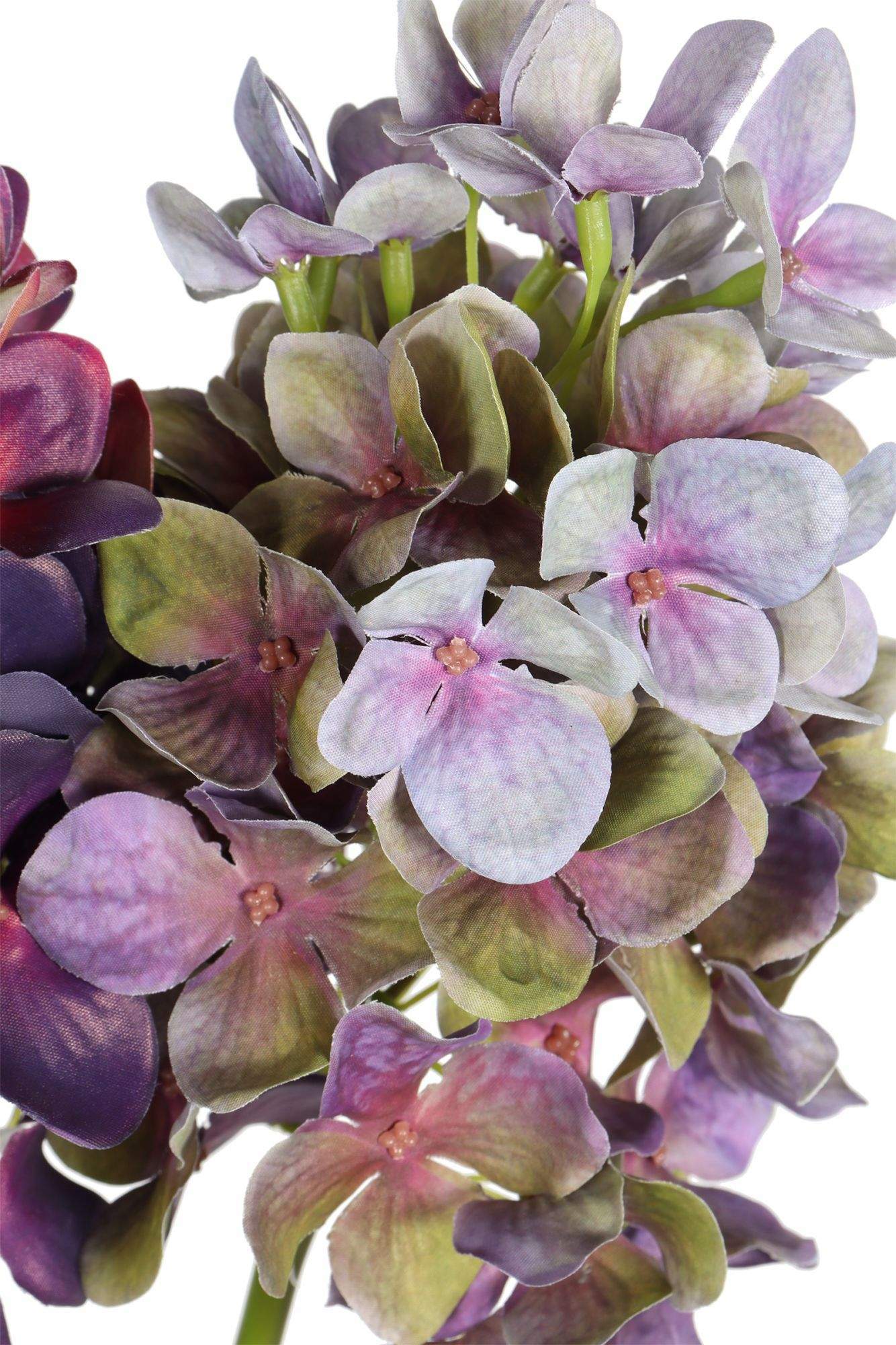 High-Quality Hydrangea High-Quality Hydrangea