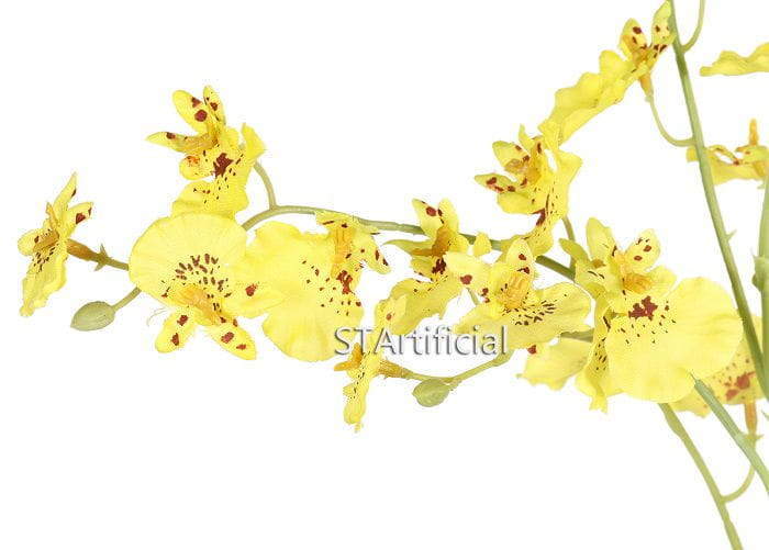 orchid flower detail orchid flower detail