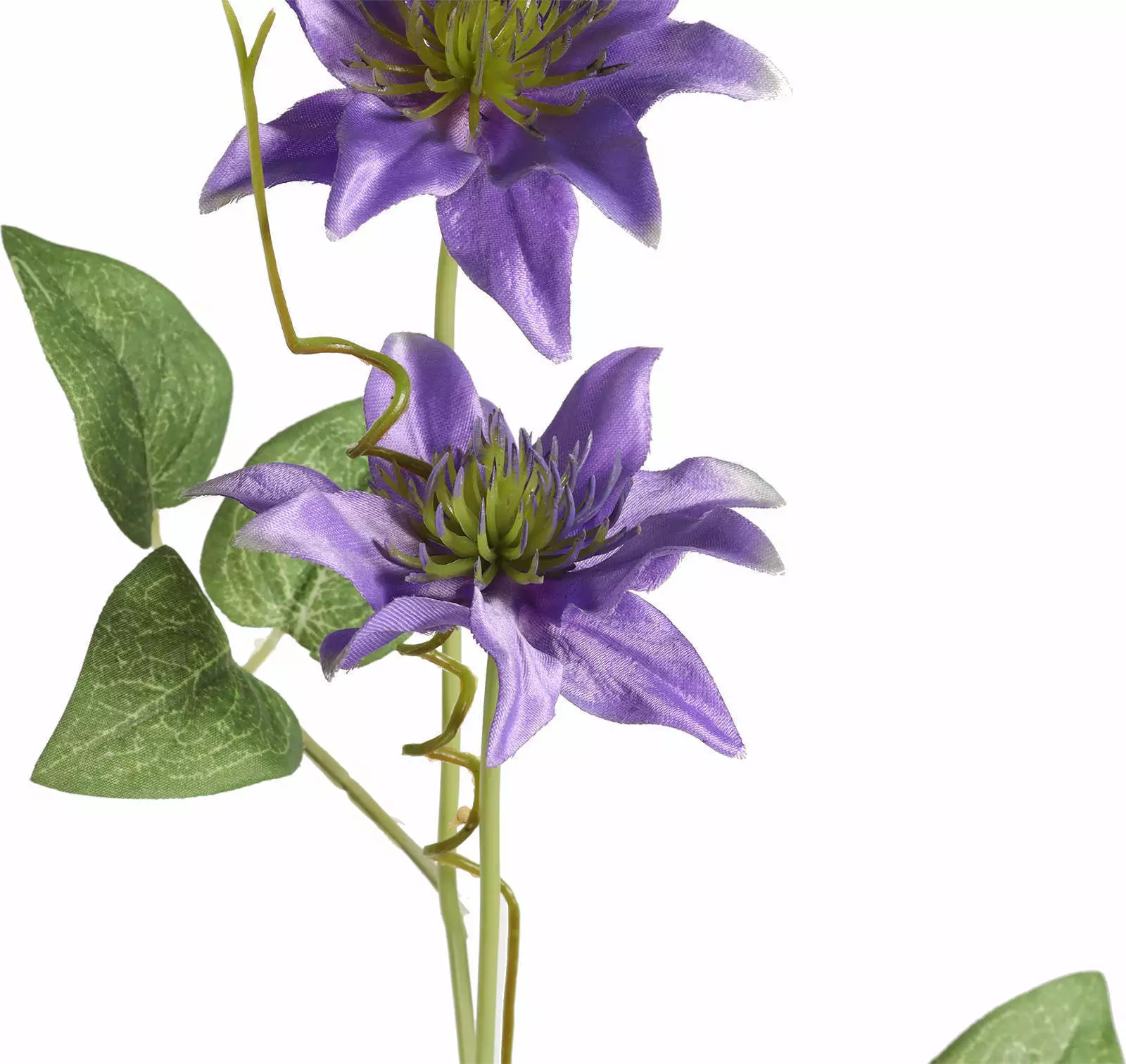 Clematis Flower details
