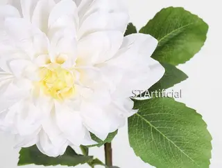 Dahlia Flower Detail