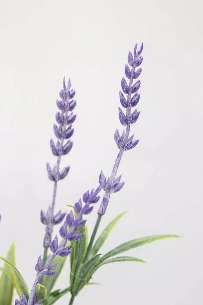 Potted Plant Lavender