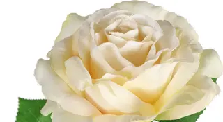 flower details