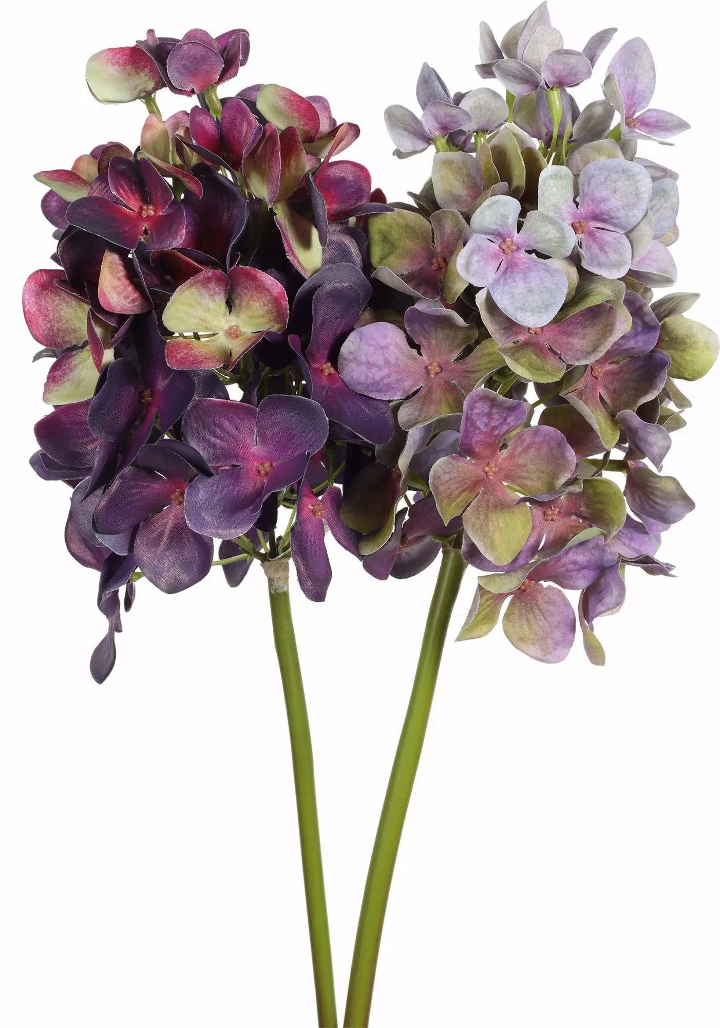 Long Hydrangea