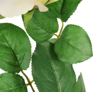 leaf details