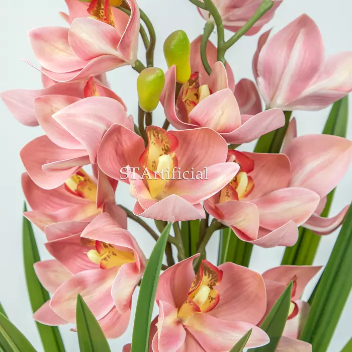 Cymbidium Orchid