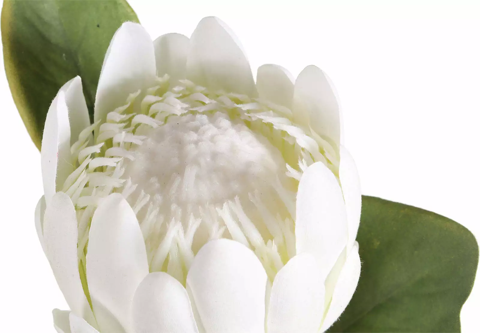 white Protea details