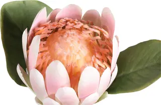 pink Protea details