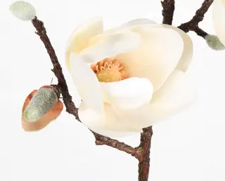 Pink Magnolia details