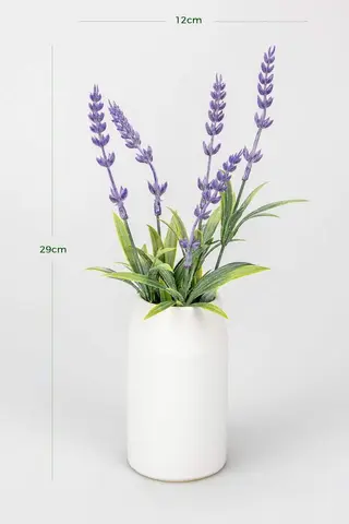 Potted Lavender
