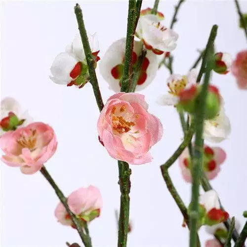 Silk Plum Blossoms