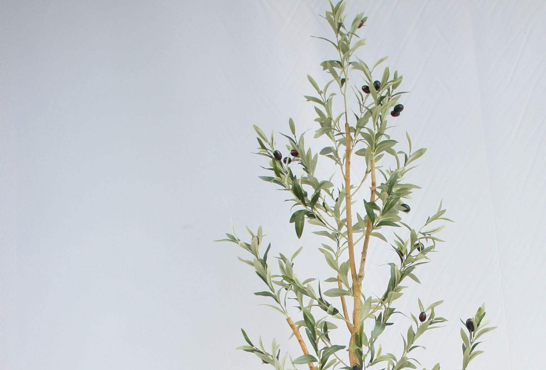 Fake Olive Tree with Fruits, Real Stem, 714 Leaves, 210 CM Fake Olive Tree with Fruits, Real Stem, 714 Leaves, 210 CM