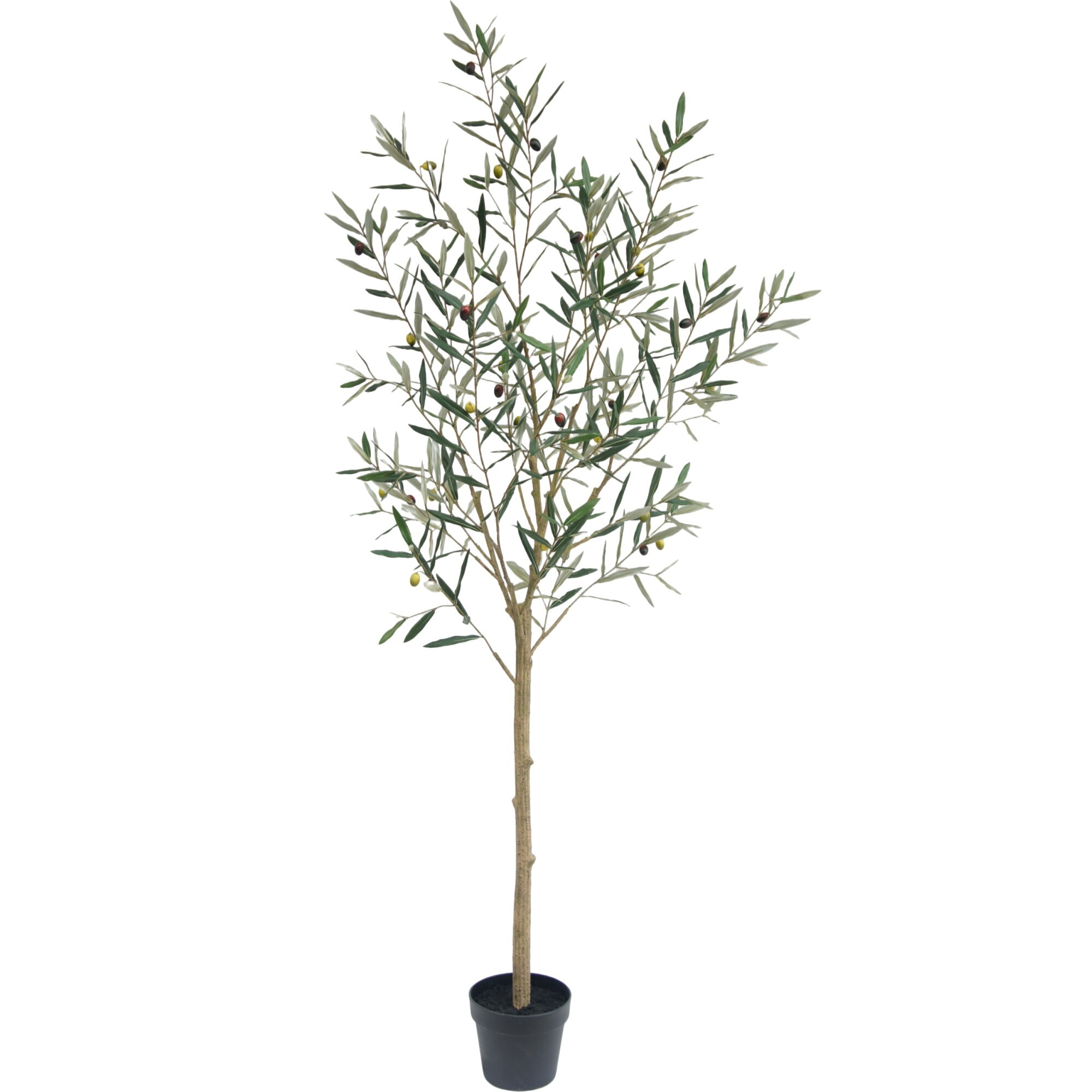 Wholesale PE Potted Olive Bonsai, 180 CM