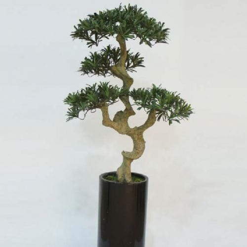 Four Heads Buddhist Pine Bonsai