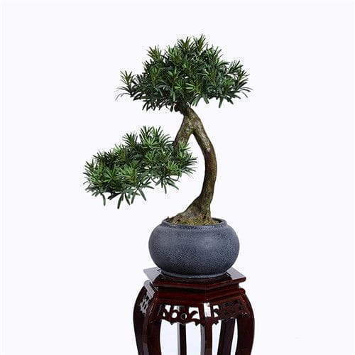 Artificial Podocarpus Macrophyllus, Plastic Base, 65CM