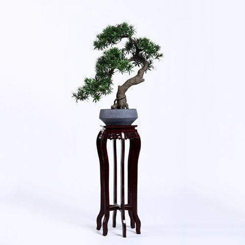 Plastic Podocarpus Macrophyllus Bonsai, Realistic Trunk, 75CM Plastic Podocarpus Macrophyllus Bonsai, Realistic Trunk, 75CM