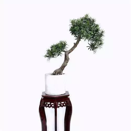Artificial Pines Bonsai For Interior Landscaping, 80CM