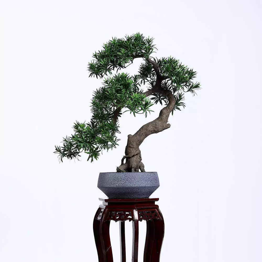 Faux Podocarpus Bonsai
