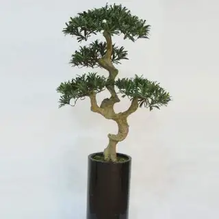 Four Heads Buddhist Pine Bonsai