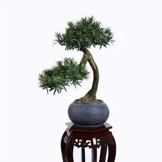 Artificial Podocarpus Macrophyllus, Plastic Base, 65CM