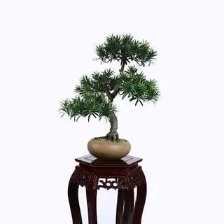 Faux Podocarpus Macrophyllus Bonsai, Plastic Leaf, 50CM