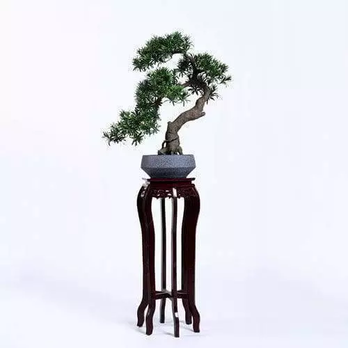 Plastic Podocarpus Macrophyllus Bonsai, Realistic Trunk, 75CM
