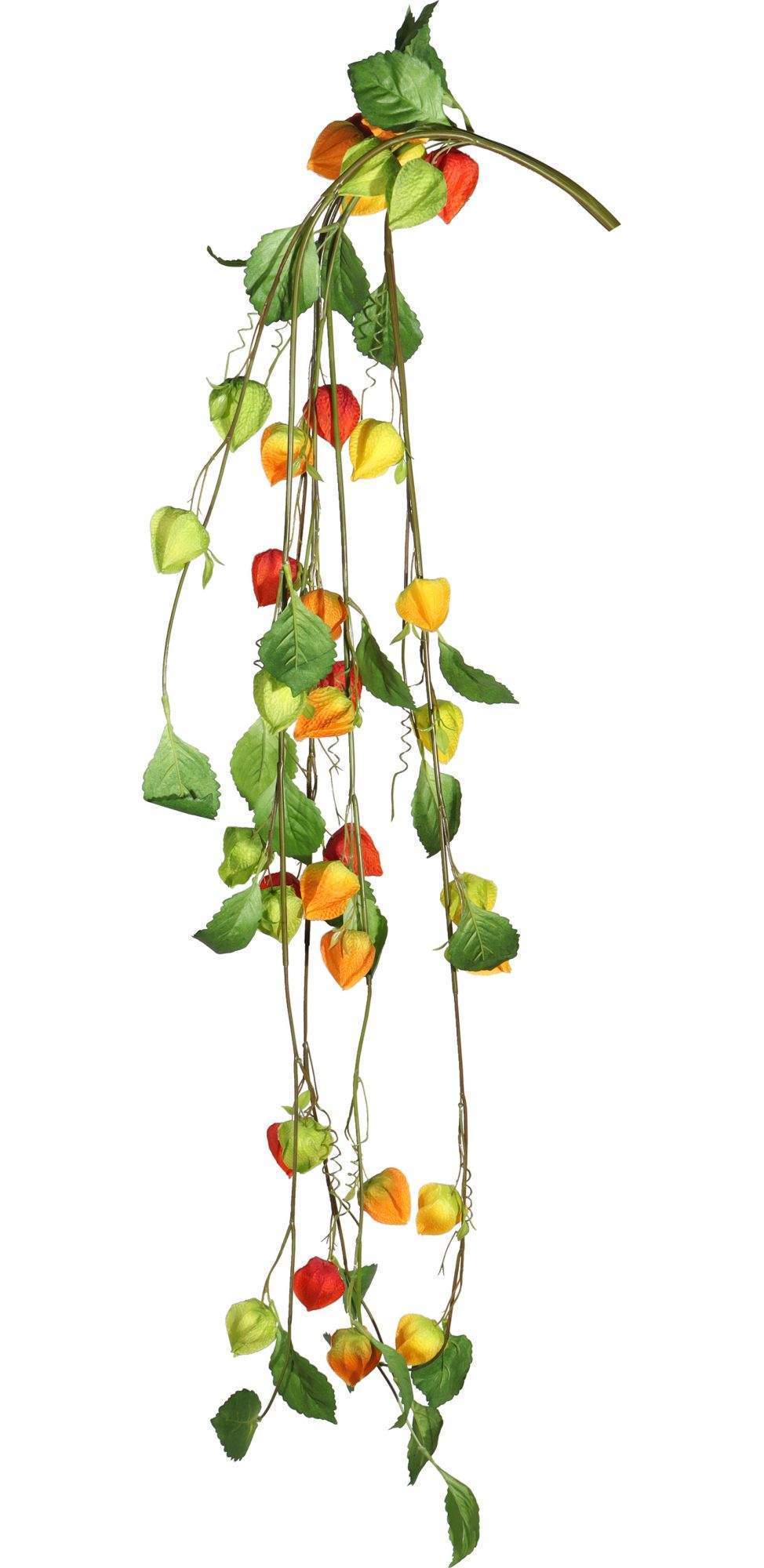 hanging vine bunches