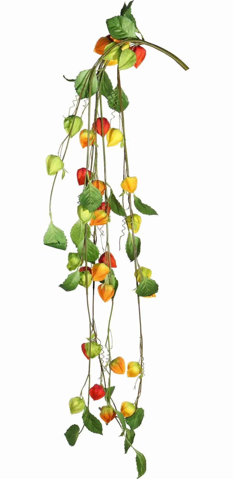 hanging vine bunches