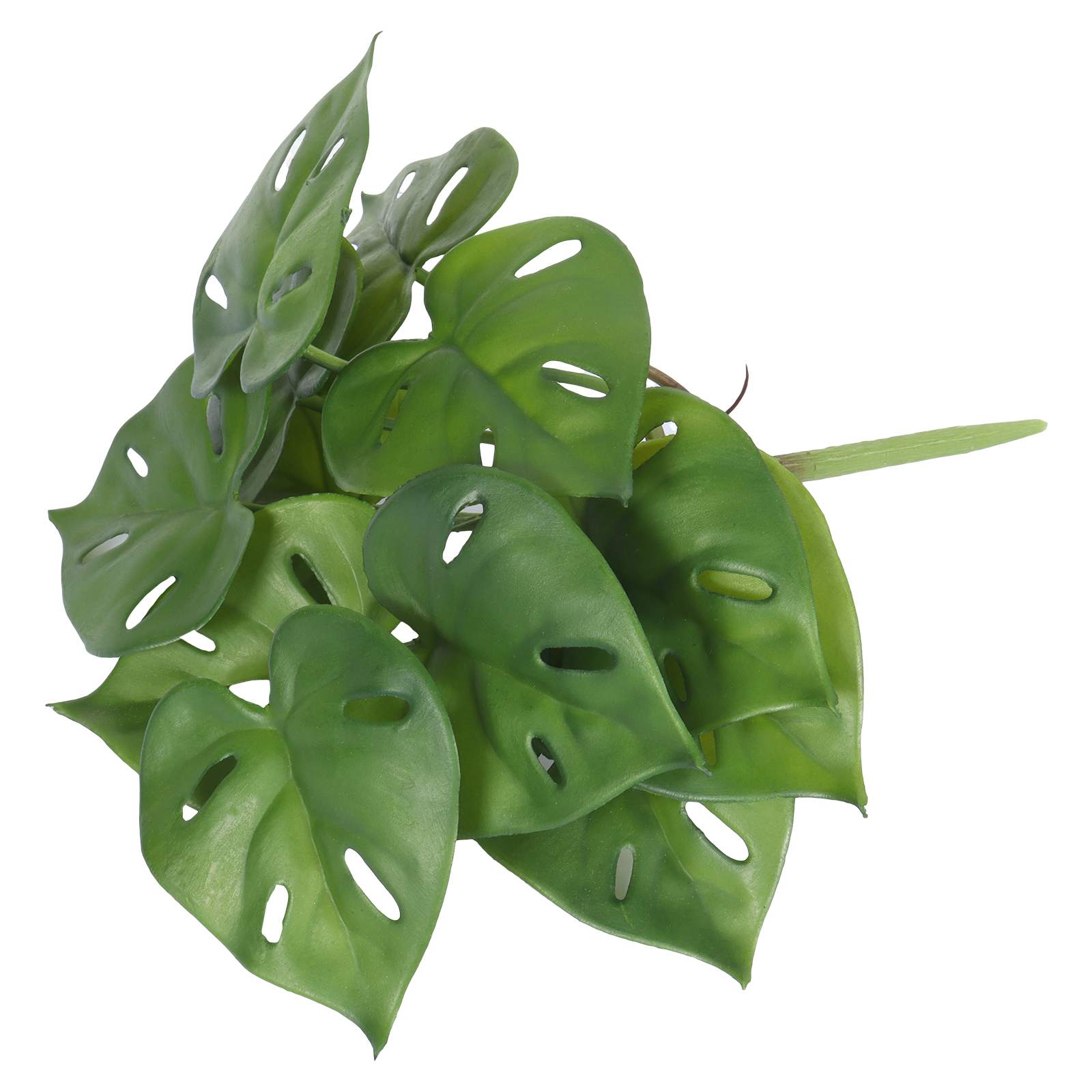 Leaf Bundle Plants details
