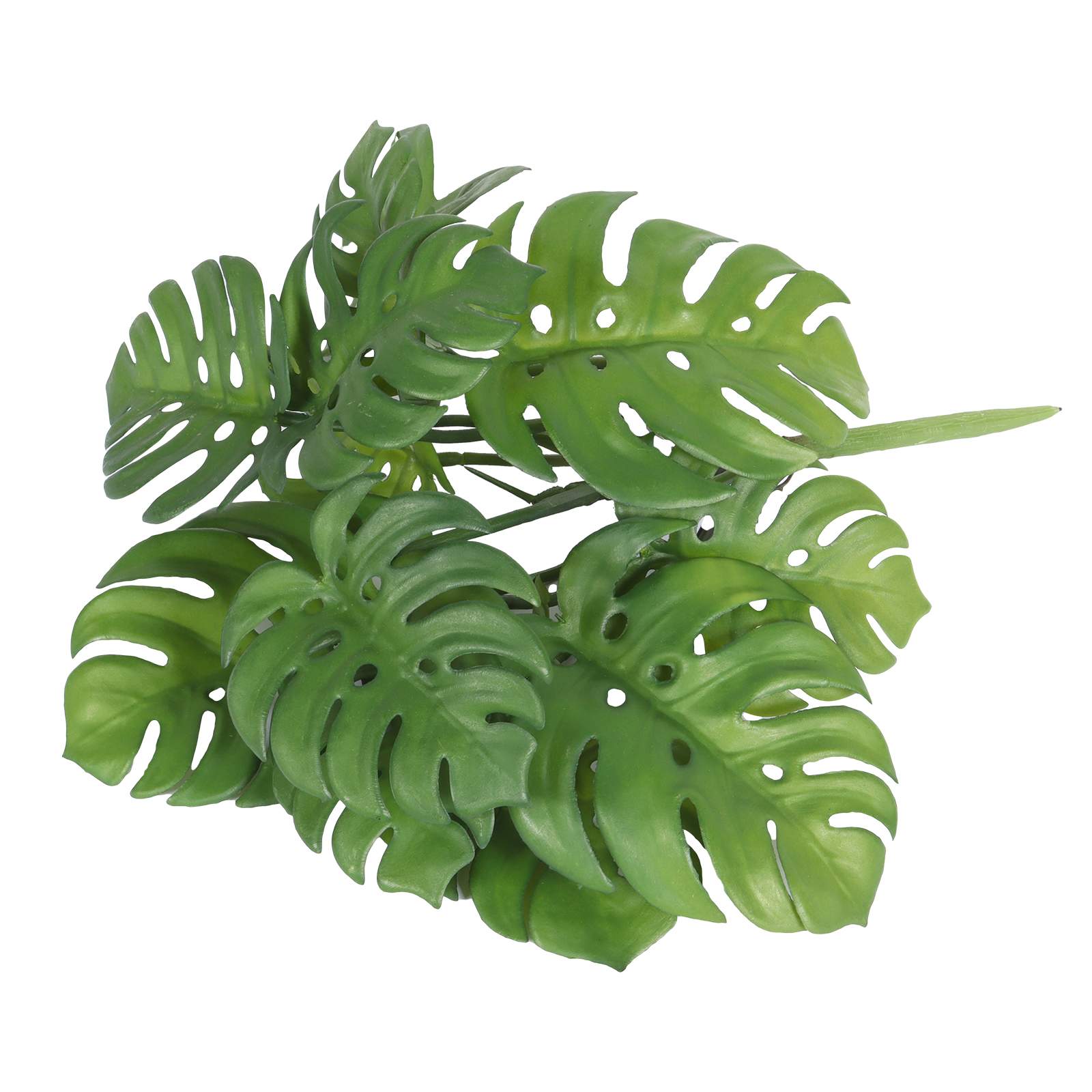 Plant Leaf details Plant Leaf details
