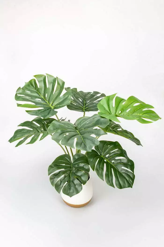 Realistic Monstera Bonsai