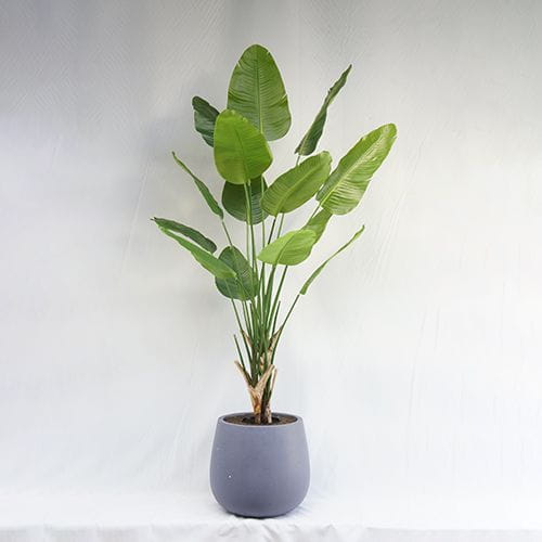 Faux 6.9 Feet Ravenala Madagascariensis, 210CM