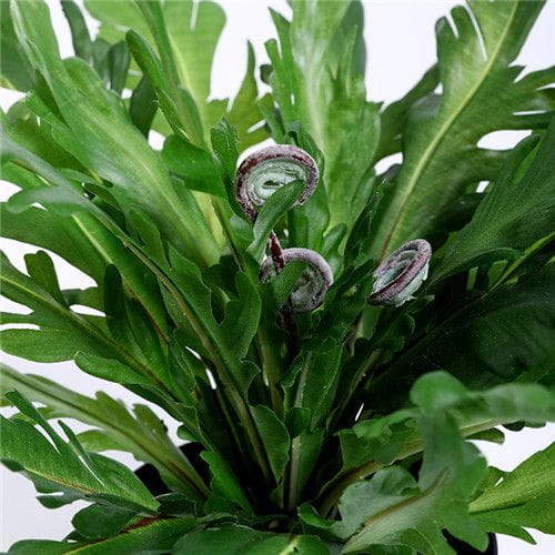 Artificial Asplenium Nidus