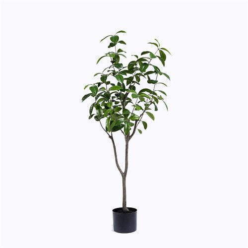 Fake Tea Olive Tree