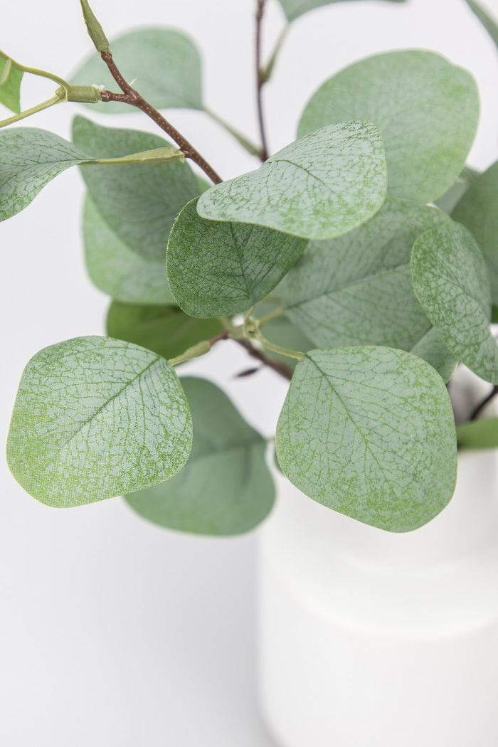 Eucalyptus Leaf