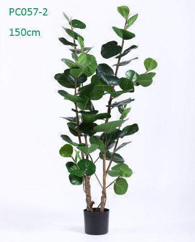 Nearly Natural Silk Tree Polyscias Balfouriana Bailey Nearly Natural Silk Tree Polyscias Balfouriana Bailey