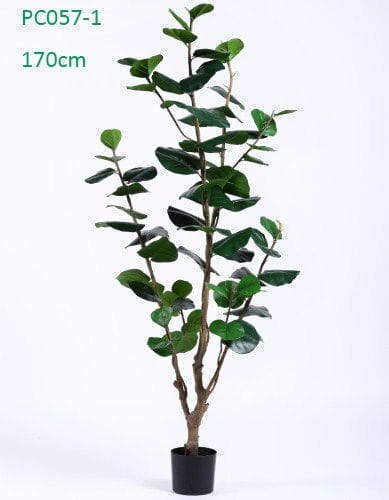 Nearly Natural Silk Tree Polyscias Balfouriana Bailey Nearly Natural Silk Tree Polyscias Balfouriana Bailey