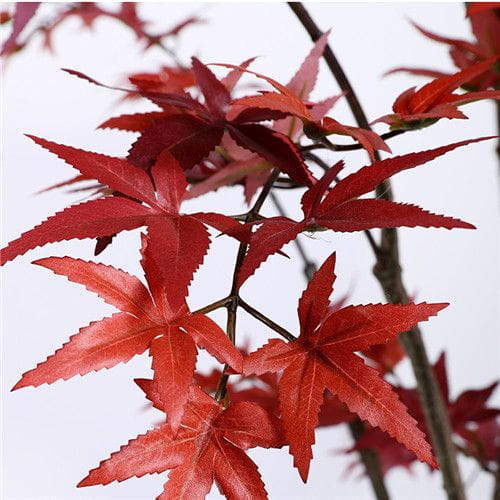 Plastic Maple Tree