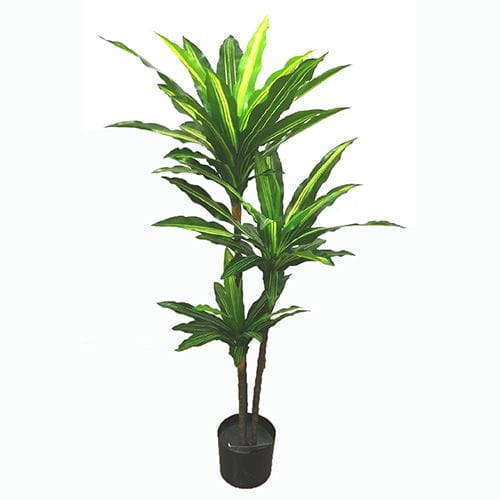 Realistic Looking Dracaena Fragrans Plant - Sharetrade