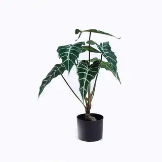 Artificial Alocasia Amazonica