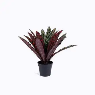 Artificial Silk Rattlesnake Plant